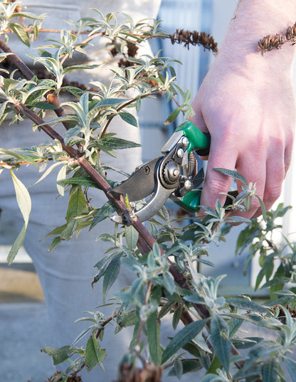 Silverline Secateurs 200mm